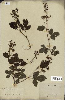 spécimen de Rubus sp.