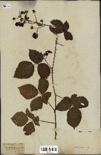 spécimen de Rubus sp.