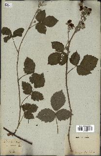 spécimen de Rubus sp.