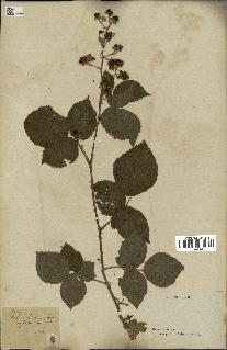 spécimen de Rubus sp.