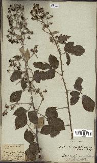 spécimen de Rubus sp.