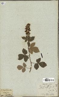 spécimen de Rubus sp.