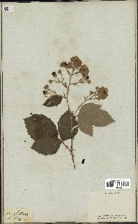 spécimen de Rubus sp.