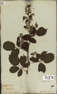 spécimen de Rubus sp.