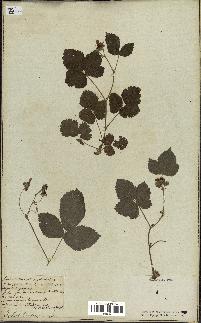 spécimen de Rubus sp.