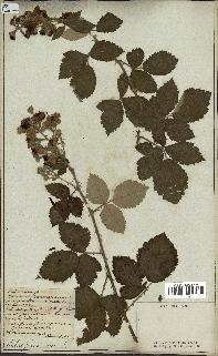spécimen de Rubus sp.