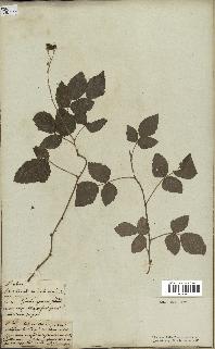 spécimen de Rubus sp.