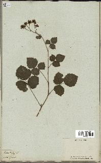 spécimen de Rubus sp.