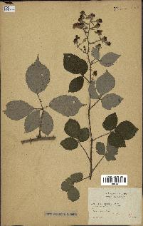 spécimen de Rubus winteri