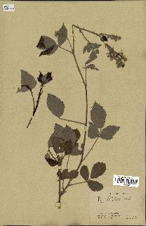 spécimen de Rubus winteri