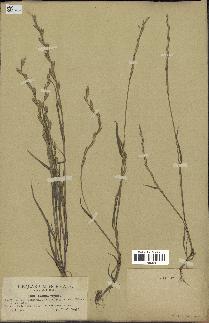 spécimen de Lolium rigidum