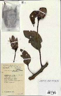 spécimen de Protea madiensis