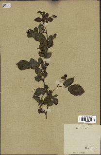 spécimen de Rubus hirsutus