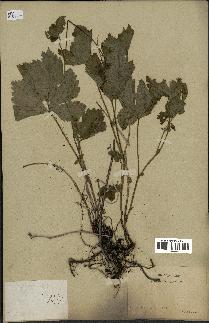 spécimen de Rubus saxatilis