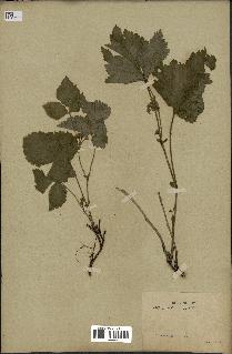 spécimen de Rubus saxatilis