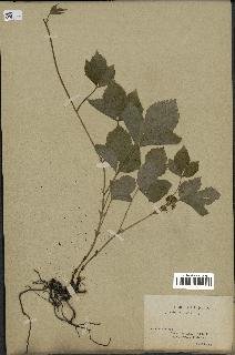 spécimen de Rubus saxatilis