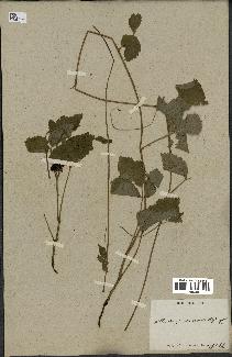 spécimen de Rubus saxatilis