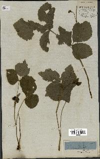 spécimen de Rubus saxatilis