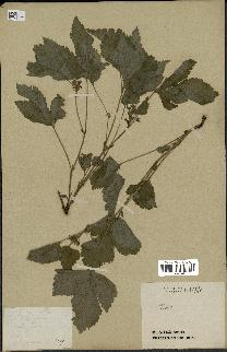 spécimen de Rubus saxatilis