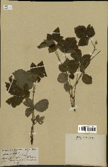 spécimen de Rubus saxatilis