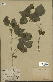 spécimen de Rubus saxatilis