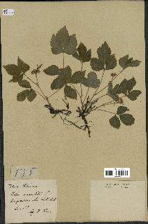 spécimen de Rubus saxatilis