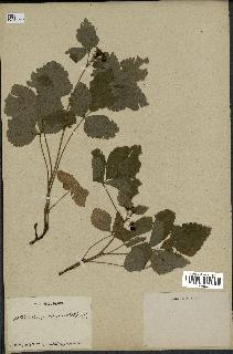 spécimen de Rubus saxatilis