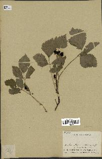 spécimen de Rubus saxatilis