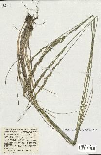 spécimen de Festuca arundinacea