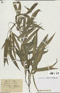 spécimen de Phyllostachys nigra