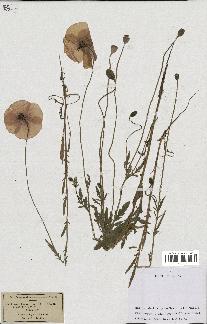 spécimen de Papaver rhoeas