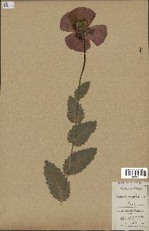 spécimen de Papaver somniferum