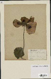 spécimen de Papaver somniferum