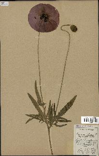 spécimen de Papaver rhoeas