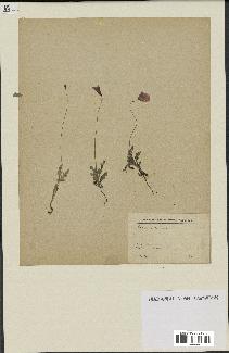 spécimen de Papaver dubium