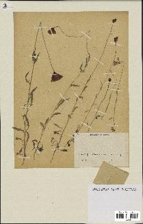 spécimen de Papaver dubium