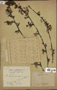 spécimen de Prunus domestica