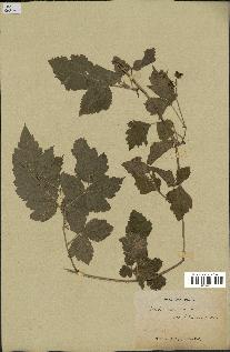 spécimen de Rubus caesius