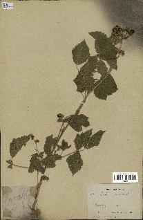 spécimen de Rubus caesius