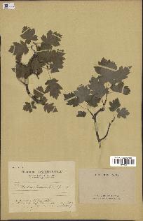 spécimen de Sorbus torminalis