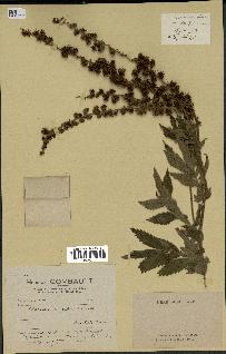 spécimen de Agrimonia odorata