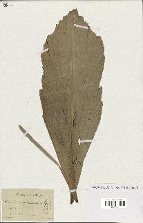 spécimen de Wallichia caryotoides