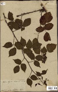 spécimen de Rubus fruticosus