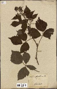 spécimen de Rubus fruticosus