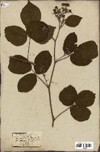 spécimen de Rubus fruticosus