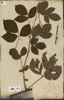 spécimen de Rubus fruticosus