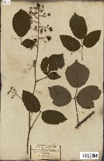 spécimen de Rubus fruticosus