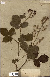 spécimen de Rubus fruticosus