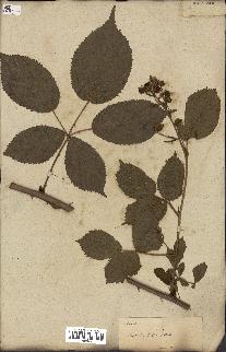 spécimen de Rubus fruticosus