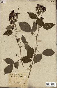 spécimen de Rubus fruticosus